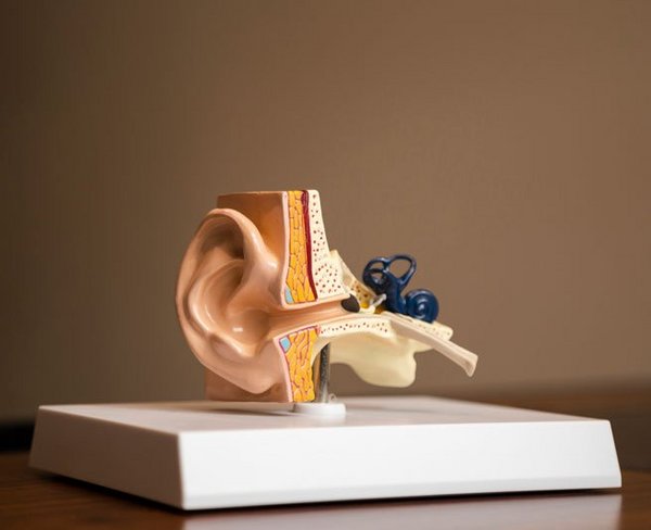 side-view-ear-structure-on-a-platform.jpg